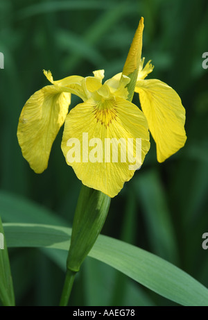 Nahaufnahme der gelben Flagge Iris Blume Stockfoto