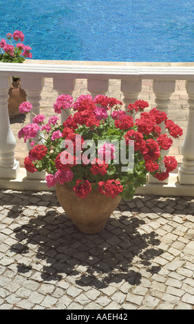 Geranien im Topf am Pool Stockfoto