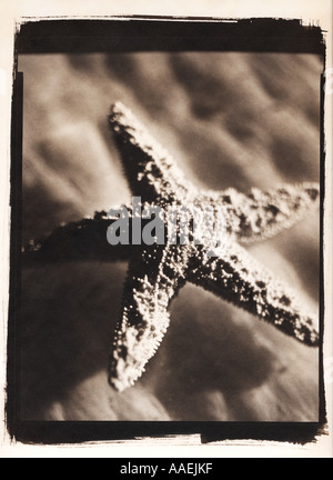 schwarzen & weißen Schuss Seesterne im Wasser Stockfoto