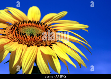 Nahaufnahme einer Sonnenblume Stockfoto