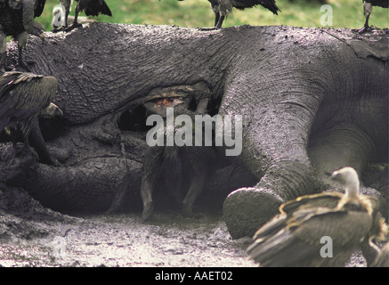 Gefleckte Hyäne und weiß unterstützt Geier auf einen Toten Elefanten füttern Stockfoto