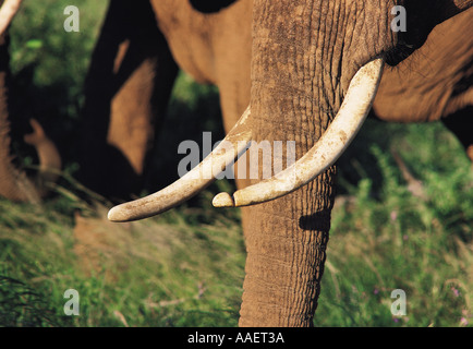 Nahaufnahme von Elefantenstoßzähnen s Stockfoto