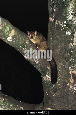 Größere Galago auf der Gabel einen Baum in den Aberdares Nationalpark Kenia in Ostafrika Stockfoto