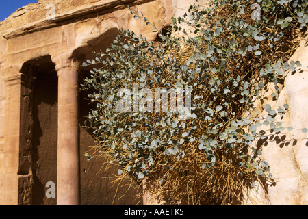 Baum vor dem Garten Triclinium Wadi Farasa Petra Jordan Stockfoto