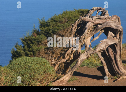 Der berühmte Wind verdreht Wacholder - Juniperus Turbinata Canariensis (Sabina) - von El Hierro auf den Kanaren Stockfoto