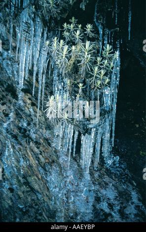 Gefrorene alpine Vegetation und Strohblumen unter Eiszapfen auf einer Felswand im Ruwenzori-Gebirge-Uganda Stockfoto