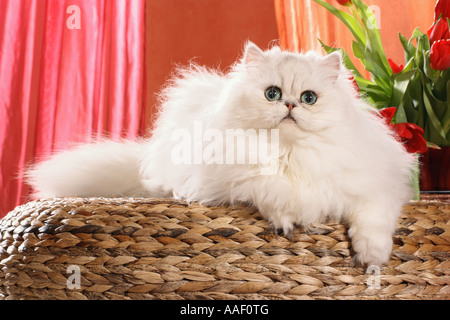 Perser Katze. Weiß nach liegt auf einer Bank Stockfoto