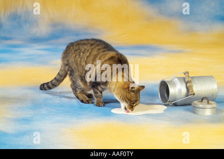 Tabby Katze - trinken Stockfoto