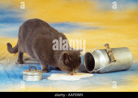 Chartreux, Kartäuser Kat. Eine Erwachsene Katze trinkt Milch, die aus einer umgedrehten Milchkannenaustrat ist Stockfoto