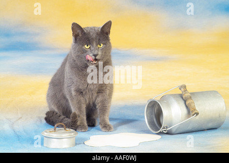 Chartreux, Kartäuser Kat. Eine Erwachsene Katze sitzt neben einer umgedrehten Milchkannel und leckt ihre Nase Stockfoto