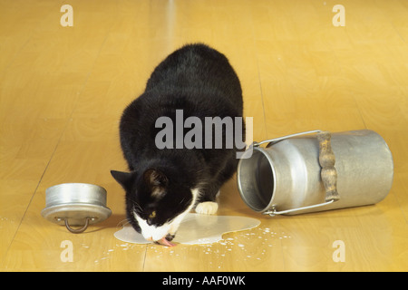 Hauskatze. Eine Erwachsene Katze trinkt Milch, die aus einer umgedrehten Milchkannenaustrat ist Stockfoto