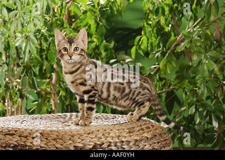 Bengal Kitten - stehend seitlich Stockfoto