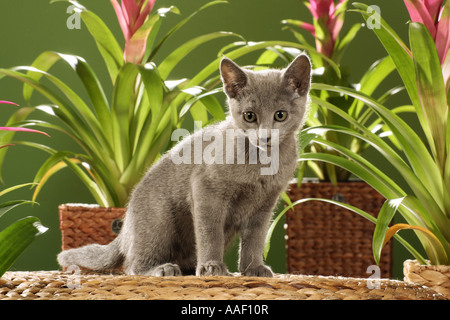 Russisches Blau. Kätzchen sitzt vor Bromelien Stockfoto