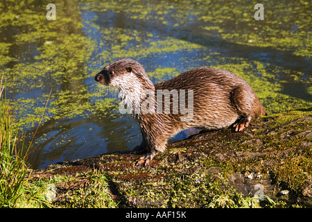 Europäische Otter - auf Baumstamm / Lutra Lutra Stockfoto