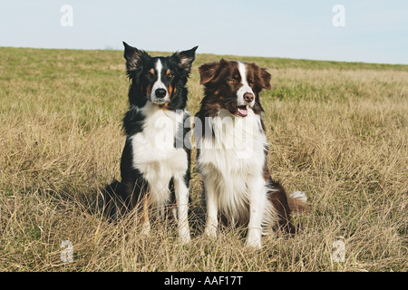 zwei Border Collies - auf Wiese Stockfoto