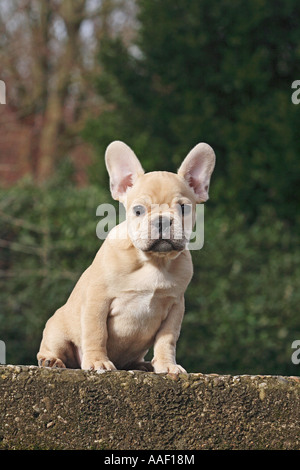 Französische Bulldogge. Welpen sitzen auf Wand Stockfoto