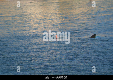 Shark Attack Stockfoto