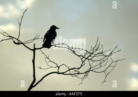 AAS-Krähe, Corvus Corone Corone auf Ast in der Dämmerung London UK Stockfoto