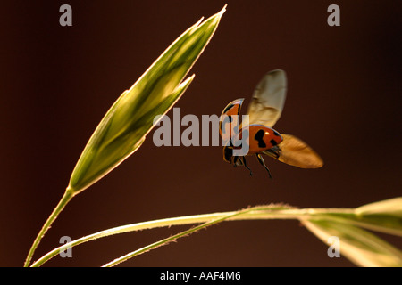 Eine orange Marienkäfer landet auf den gelb-grünen Blättern Stockfoto