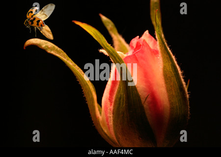 Eine orange Marienkäfer ist auf eine Öffnung rosa rose Knospe landen. Stockfoto