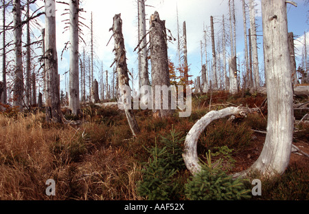 Baumstämme im Bayerischen Wald im oberen Bereich Mt Lusen Deutschland Stockfoto