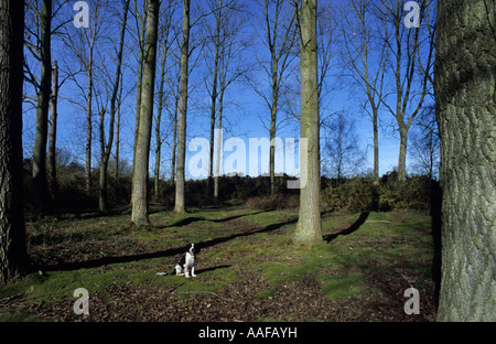 Englisch Springer Spaniel In Wäldern in Großbritannien Stockfoto