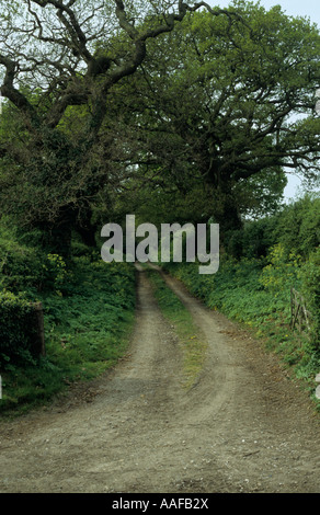 Feldweg auf Benacre Anwesen im Frühjahr in Suffolk Uk Stockfoto