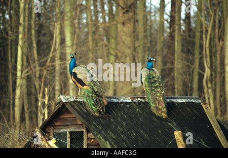 Pfauen (Pavo Cristatus) sitzen auf Schuppen im Vereinigten Königreich Stockfoto