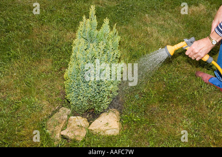 Frau Gärtner Bewässerung kleinen Baum mit Sprühkopf auf gelben Schlauch Cotswolds UK Stockfoto