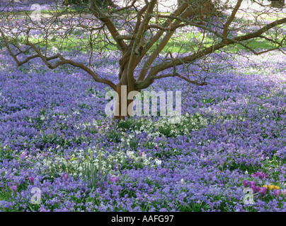 blaue Blumen (Scylla) bilden einen Teppich unter einem Baum im Frühling Stockfoto