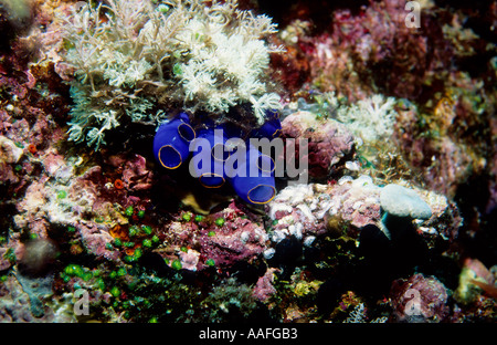 Helle blaue Seescheide Rhopalaea Crassa und gemischten Korallen Panglao Insel Bohol Visayas Philippinen Pazifischen Ozean Stockfoto