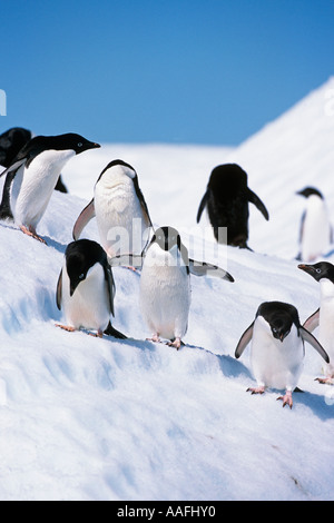 Adelie-Pinguine auf Eisberg im Südatlantik Antarktis Sommer Stockfoto