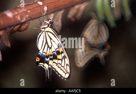 Frisch geschlüpfte exotischen tropischen gemeinsame Schwalbenschwanz Schmetterling Papilio Xuthus Stockfoto