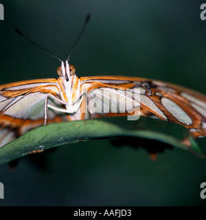 Exotische Florfliege Schmetterling Stockfoto