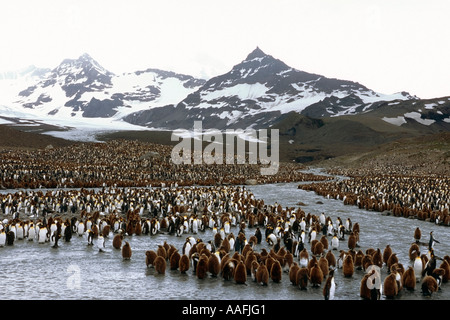 Große Kolonie von Königspinguine w Bast jungen Fluss entlang unter Berg Südgeorgien antarktischen Insel Stockfoto