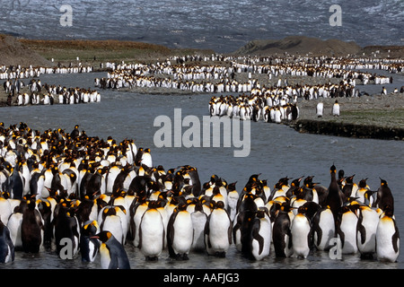 Große Kolonie von Königspinguine w Bast jungen Fluss entlang unter Berg Südgeorgien antarktischen Insel Stockfoto