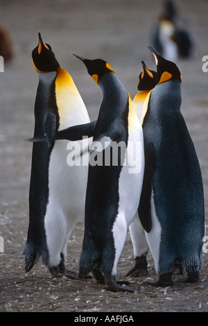 Nahaufnahme von vier Königspinguine Interaktion zusammen South Georgia Island antarktischen Sommer Stockfoto