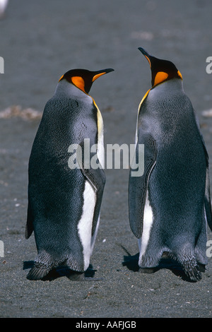 Nahaufnahme eines Paares von Königspinguine Interaktion zusammen South Georgia Island antarktischen Sommer Stockfoto