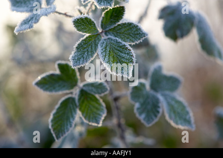 Frost auf den Blättern an einem Wintermorgen Poyntington nr Sherborne Dorset UK Stockfoto