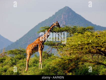 Netzartige Giraffe Giraffa Plancius Reticulata in Abendsonne gegen Hügel der Samburu Nationalpark Kenia in Ostafrika Stockfoto