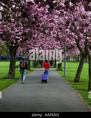 Zwei Fußgänger mit Gepäck Fuß unter Pink Cherry Blossom Bäumen über einen Pfad im schottischen Edinburgh, Europa Stockfoto