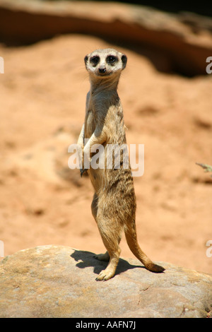 Erdmännchen auf Watch im Taronga Zoo in Sydney, Australien Stockfoto