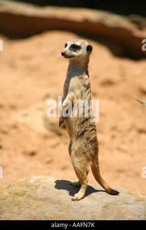 Erdmännchen auf Watch im Taronga Zoo in Sydney, Australien Stockfoto