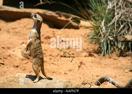 Erdmännchen auf Watch im Taronga Zoo in Sydney, Australien Stockfoto