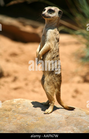 Erdmännchen auf Watch im Taronga Zoo in Sydney, Australien Stockfoto