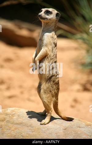 Erdmännchen auf Watch im Taronga Zoo in Sydney, Australien Stockfoto