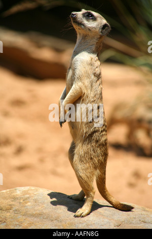 Erdmännchen auf Watch im Taronga Zoo in Sydney, Australien Stockfoto