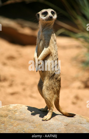 Erdmännchen auf Watch im Taronga Zoo in Sydney, Australien Stockfoto