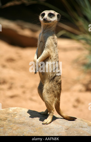 Erdmännchen auf Watch im Taronga Zoo in Sydney, Australien Stockfoto