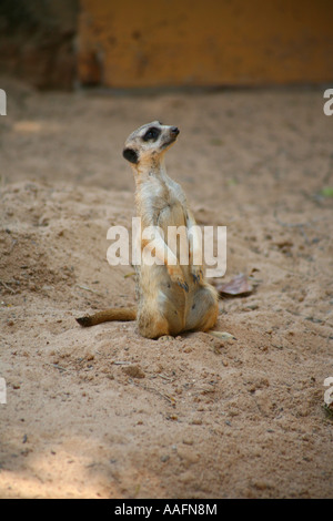 Erdmännchen auf Watch im Taronga Zoo in Sydney, Australien Stockfoto